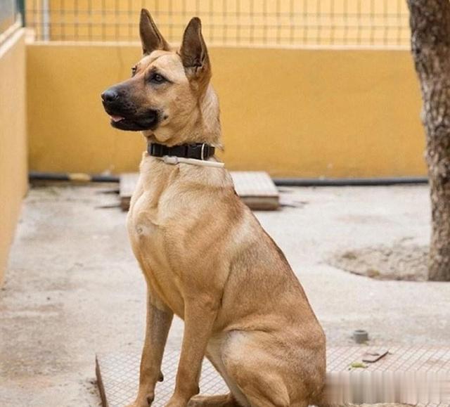 |藏族不吃鱼肉、满族不吃狗肉,汉族其实也有忌口,很多人却已淡忘