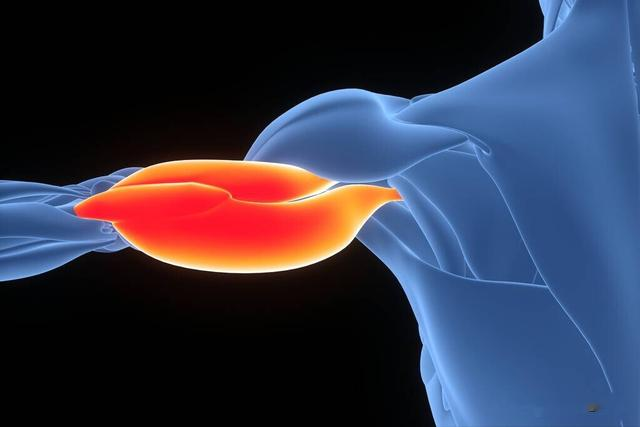 运动|年龄大了,肌肉流失得到底有多快?不想老了干瘪,2件事得常做