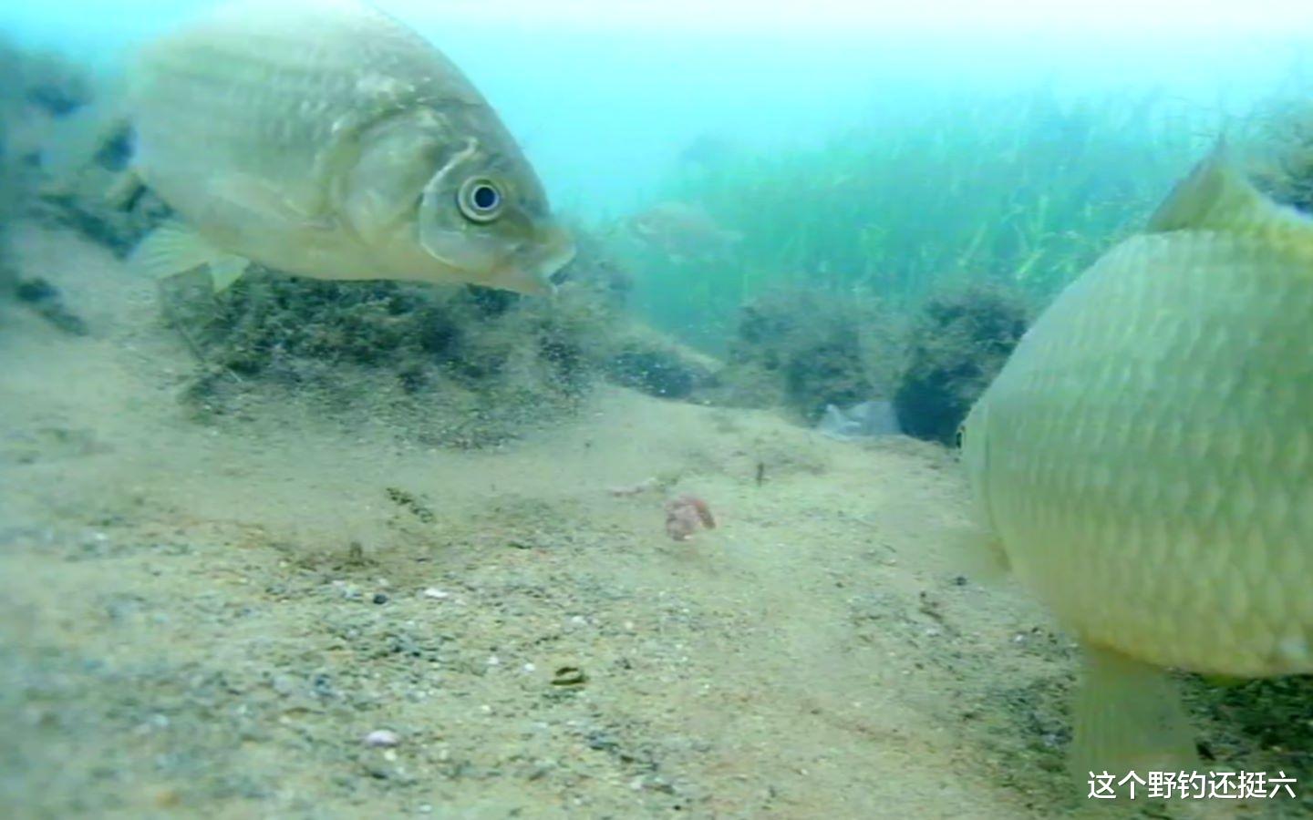 鲫鱼|午时鱼真的难钓吗？没口就收竿，很多钓友错过了一波大鲫鱼的行情