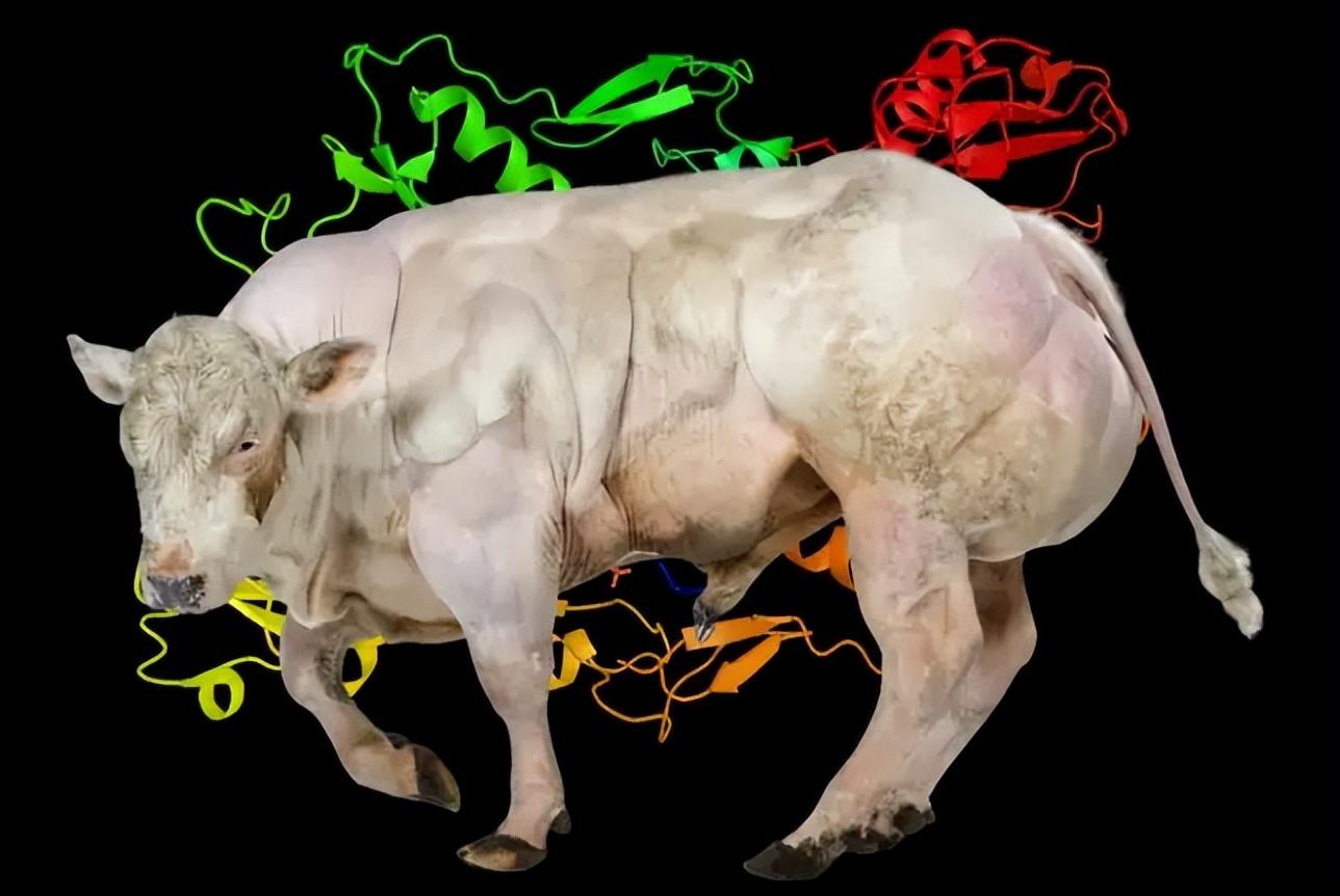 |揭秘肌肉生长抑制素紊乱症-让你无需撸铁也变成施瓦辛格