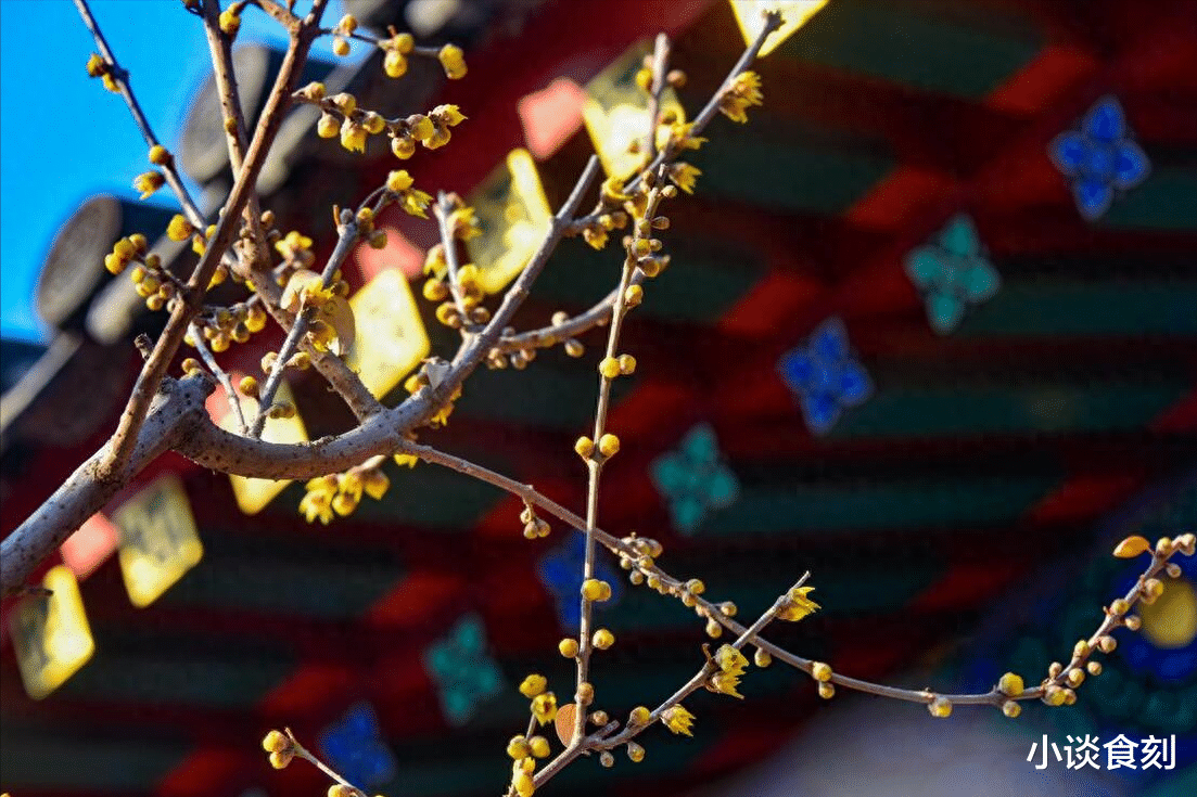 九九|“六九雪挂柳，盗贼遍地走”，明日交六九，年景咋样？谚语有答案