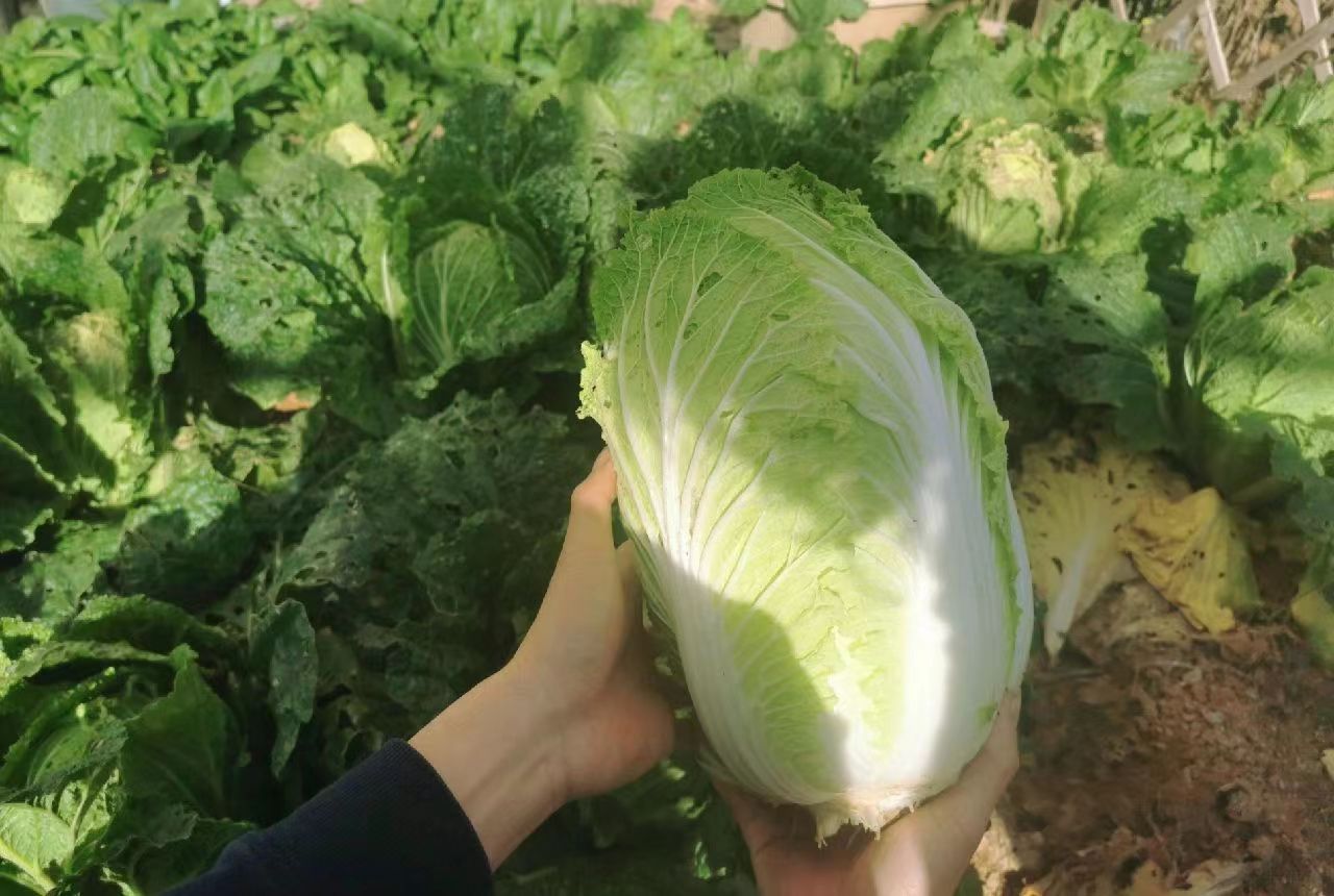 白菜|白菜的“死敌”,二者不能同食,吃了就是没病找病,很多人天天吃