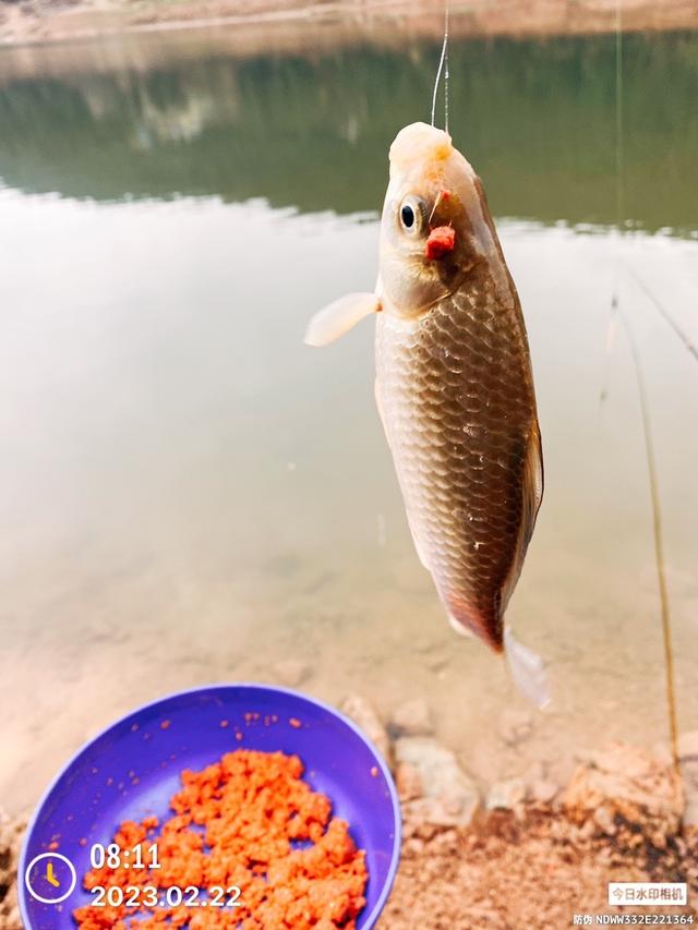 |雨后升钟湖鱼情又归于平静。