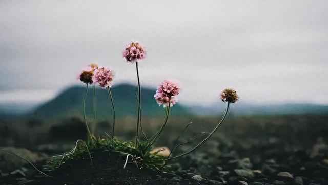 知世故却不世故，心机深又不算计人，这三个星座大智若愚，太清醒