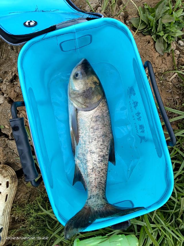 饵料|意外到惊喜到激动,一条爆护破纪录