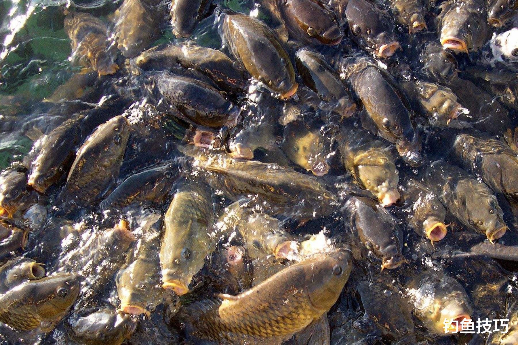 |春天钓深还是钓浅?四句口诀轻松解决,春季钓鱼深浅的口诀