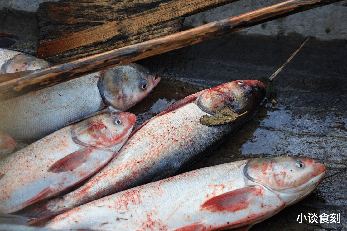 |“鲢鱼”得罪了谁?为啥现在很少有人吃?养殖的也少了?建议了解