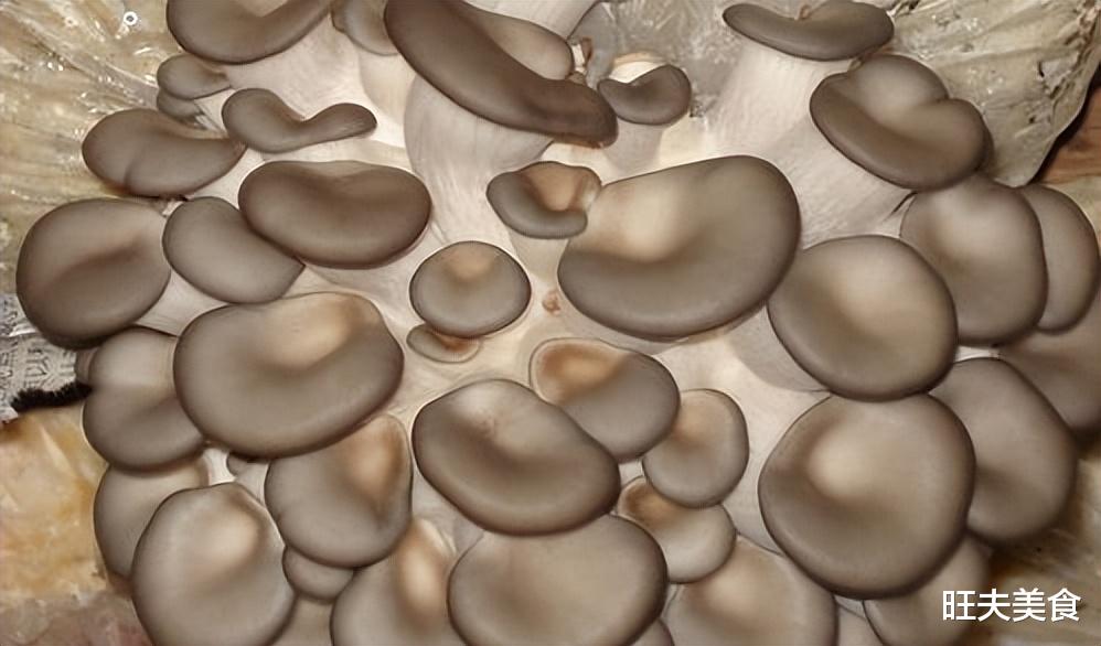 平菇|冬季进补,莲藕山药靠边站,它才是“冬补之王”,高蛋白补气血