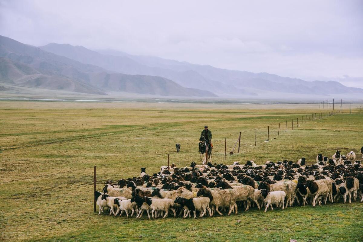 羊肉|山西右玉羊肉和内蒙羊肉对比,有哪些差异?