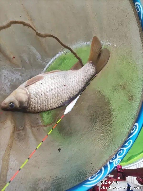 鲤鱼|断崖式降温,巧搭饵料擒斤鲫
