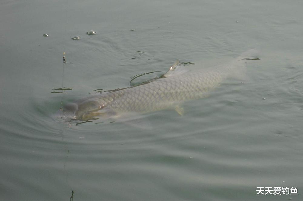紫菜做饵料,野钓通杀青草鲤,具体用法在这里