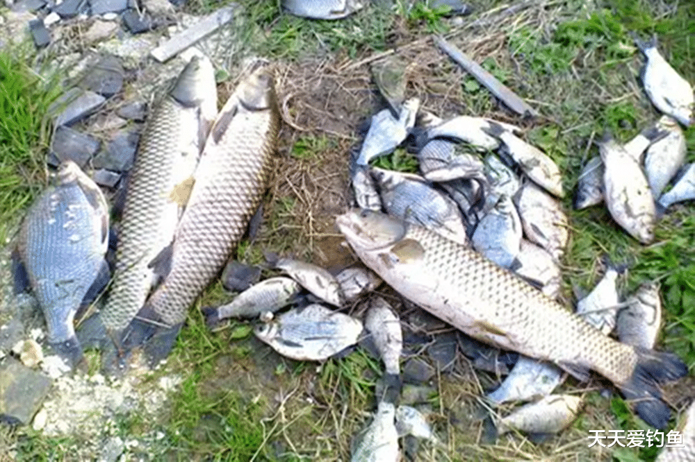 钓鱼技巧|钓鱼技巧:小跑铅与大跑铅,钓法有哪些区别?