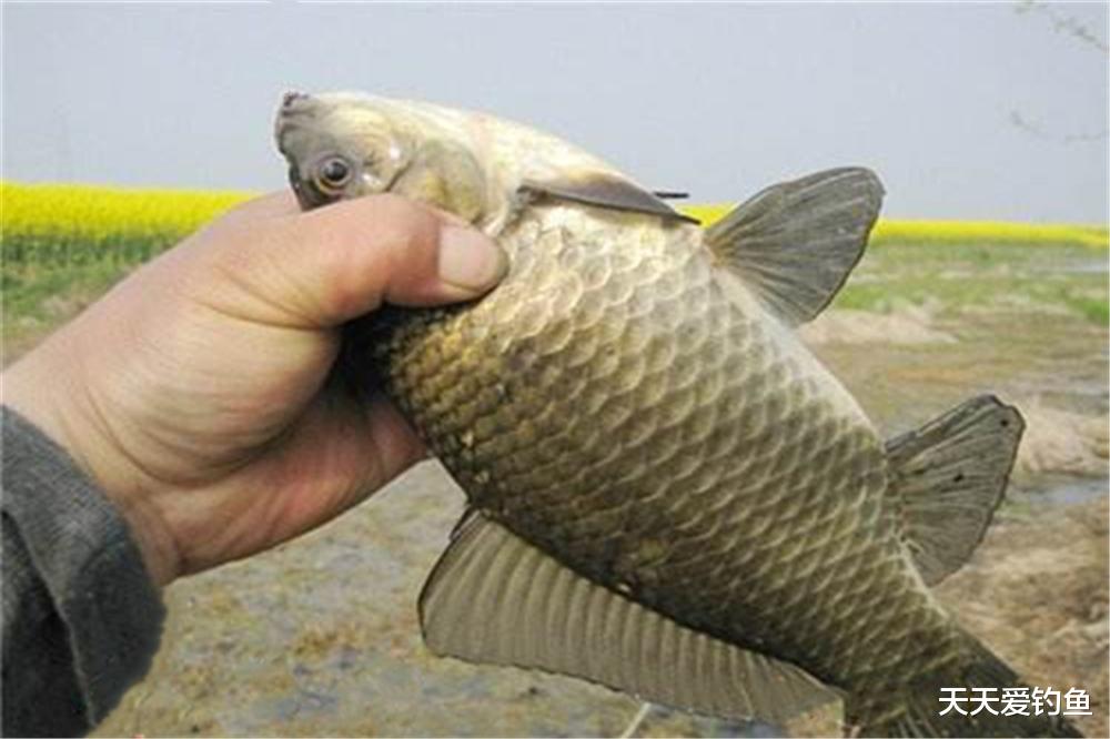 鲫鱼|惊蛰到清明,野钓鲫鱼最强钓法,出门一准不会走空