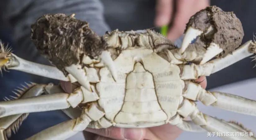 |买螃蟹，公蟹和母蟹区别大！牢记3买3不买，螃蟹个个新鲜顶盖肥