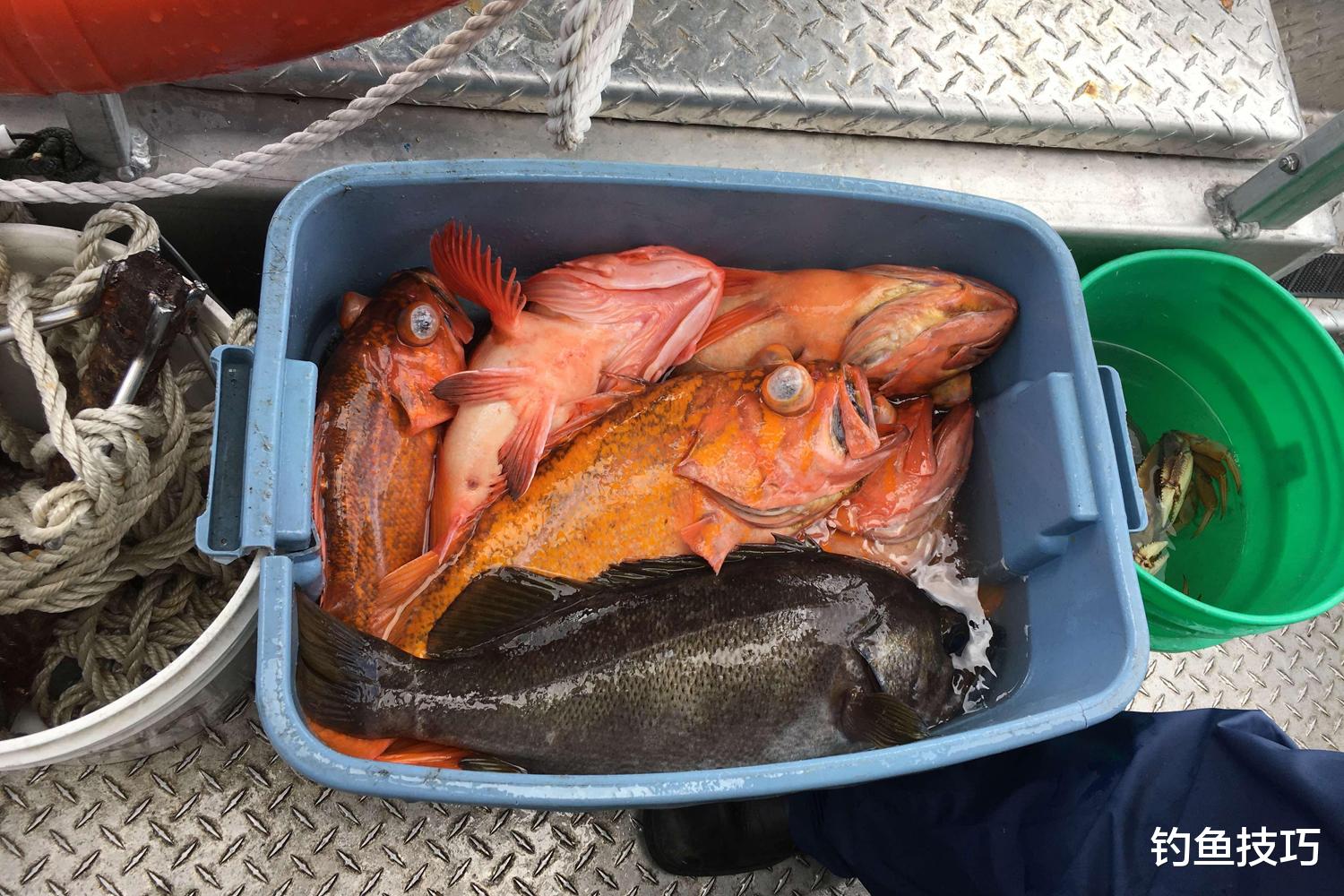 夏季钓鱼用什么促进鱼开口?夏季钓鱼促开口小药盘点