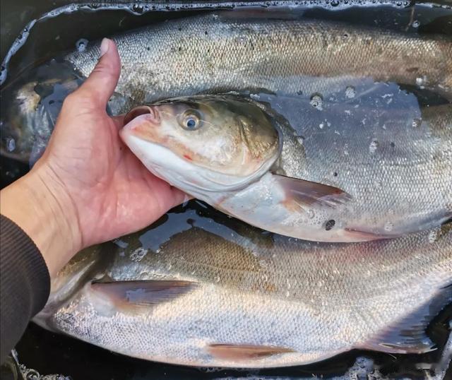 鲢鳙|喜欢钓鲢鳙的请注意：自制饵料并不难，便宜好用还不伤手！