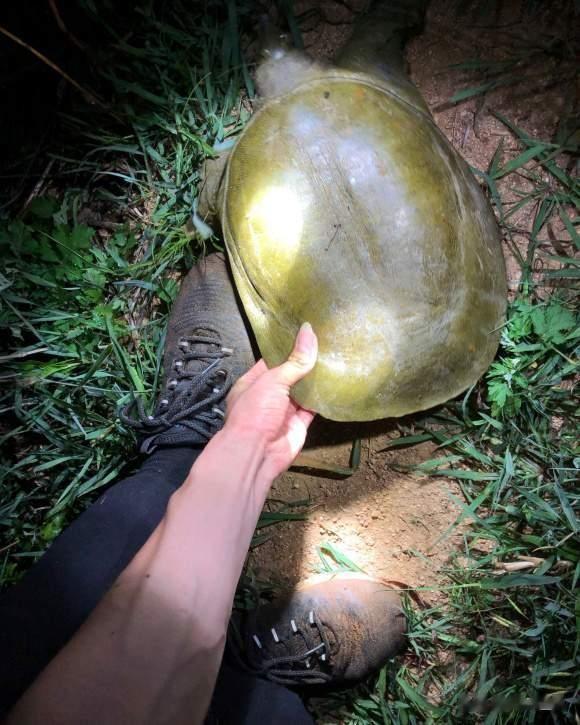 猪肝|秋季作钓别忘记甲鱼,钓一只回本,两只大赚