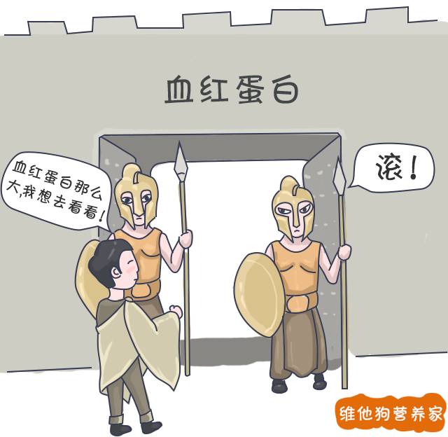 运动|女性为何更容易贫血？