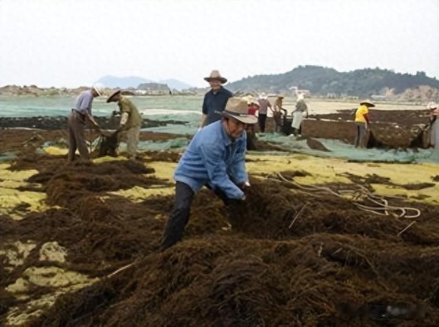 海带|我国瞧不上的“野菜”，却被日本大量进口，还称其为“长寿菜”？
