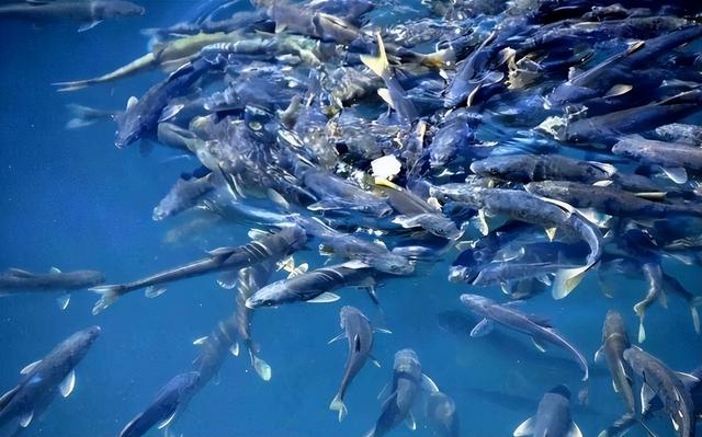 羊湖|西藏羊湖鱼8亿多公斤泛滥，随手就能捞到，到底为何无人敢吃？