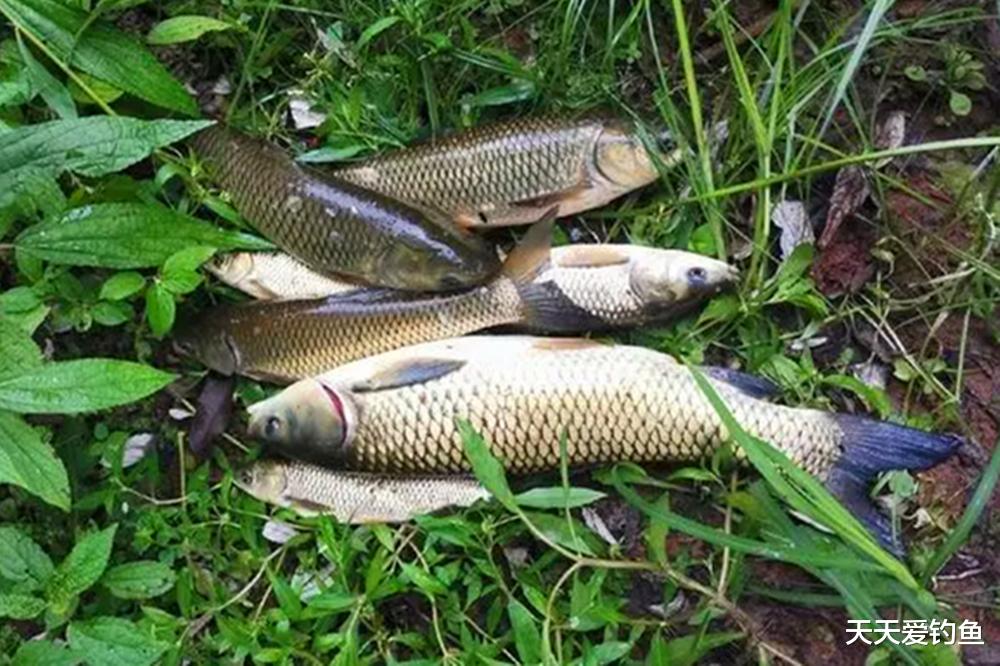 钓鱼技巧：野钓大草鱼，什么颜色饵料效果好？