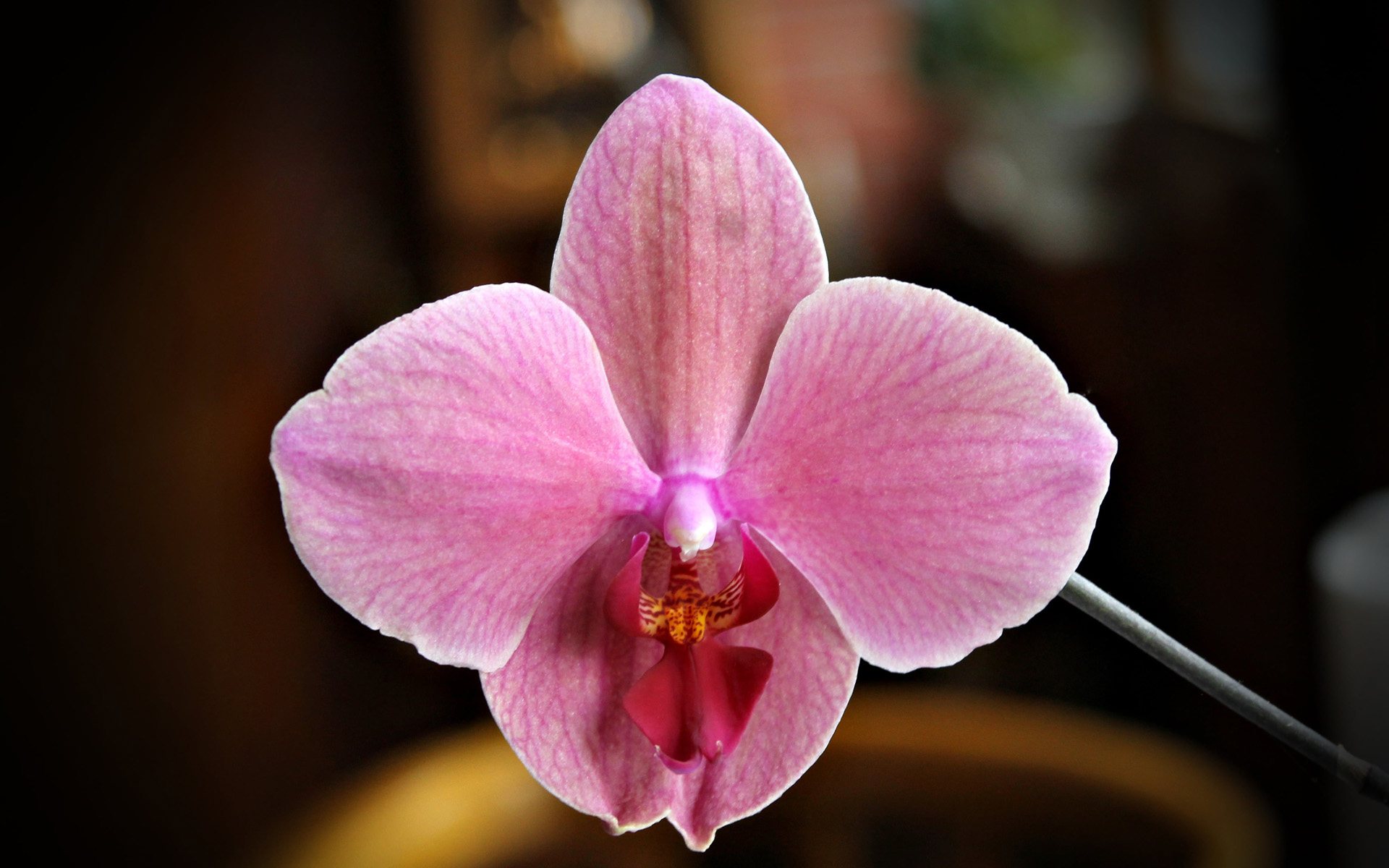 下月中旬,4大生肖迎来惊喜,财源滚滚,桃花盛开,好事目接不暇