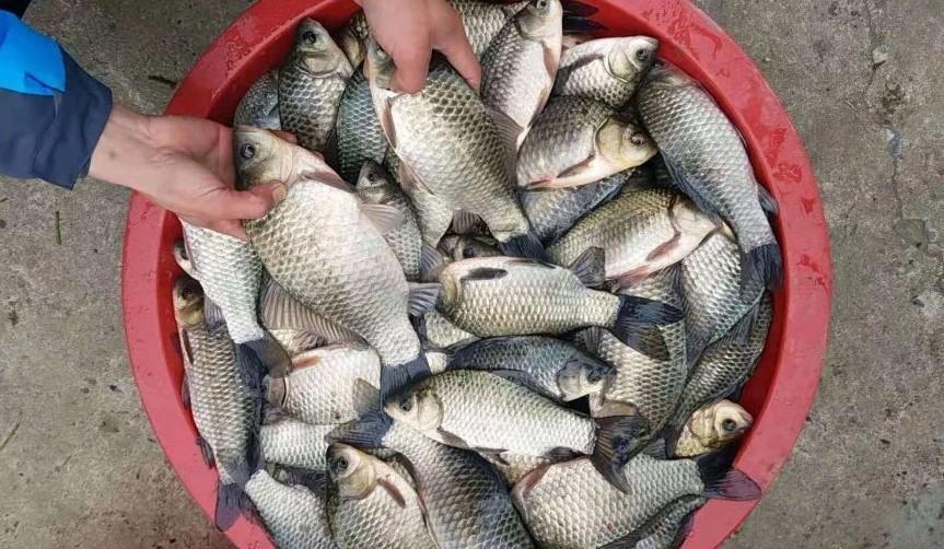 |钓鱼:打窝半天鱼不进窝,或是发窝慢?高手分享4个打窝聚鱼技巧