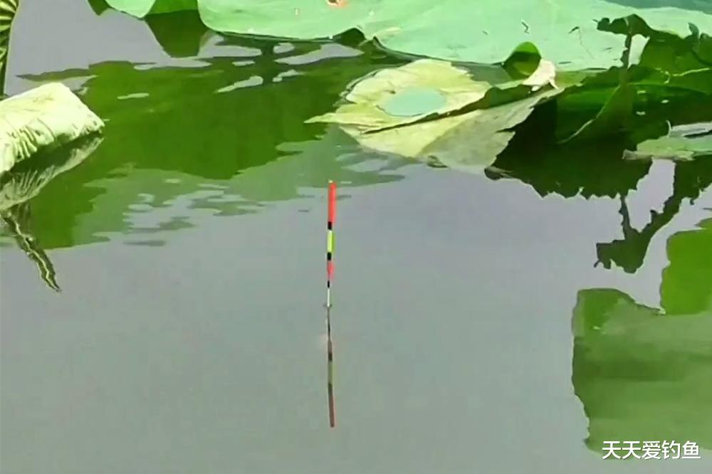 鱼竿|钓鱼不钓草,未必瞎胡跑!夏季钓草4不钓