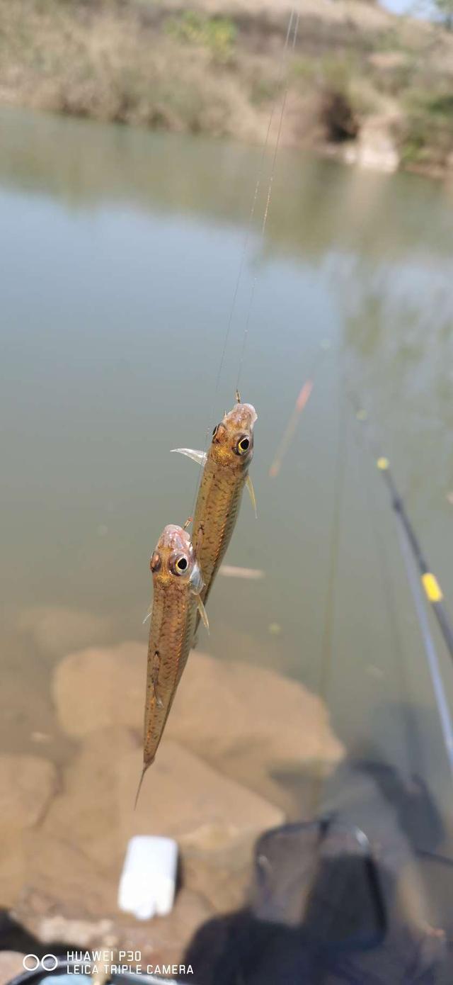 饵料|当隔夜窝遇上通杀腥,喜迎冬日小爆护
