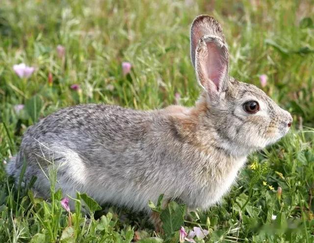 艺术品|易盏堂:入窑一色,出窑万彩,详解建盏的釉色