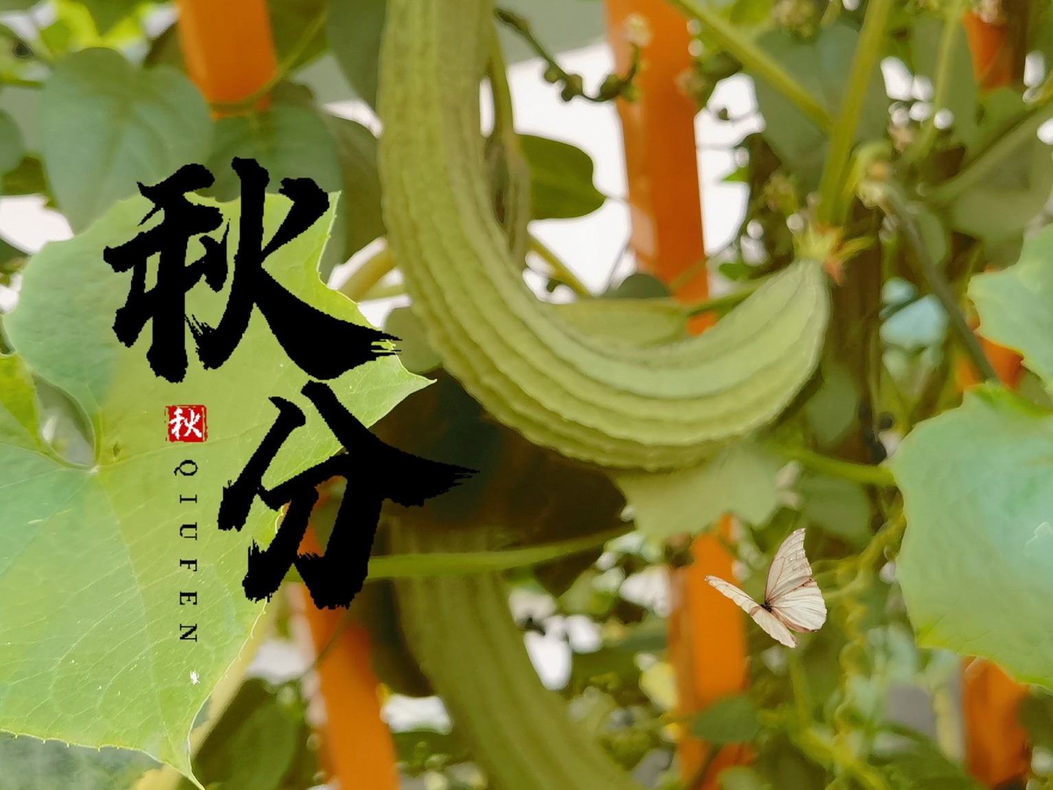 美食教程|9月23日秋分节气，记住“4吃，1不吃”，福气进门寓意好，轻松过秋