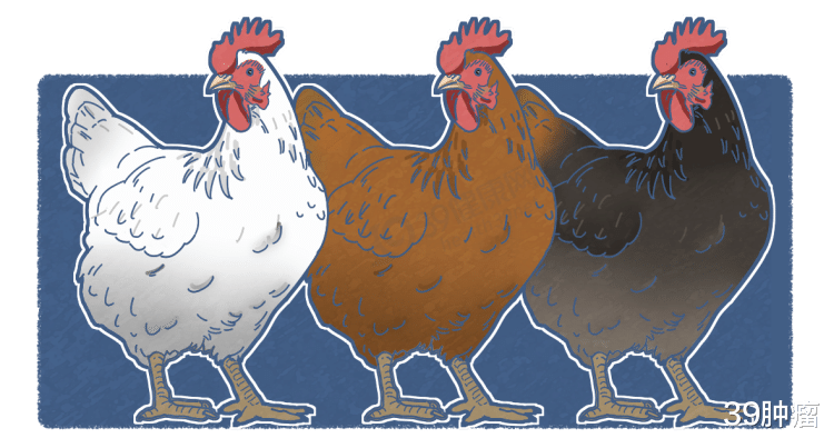 牛津大学研究：吃鸡或增加患癌风险，是真是假？鸡肉还能吃吗？