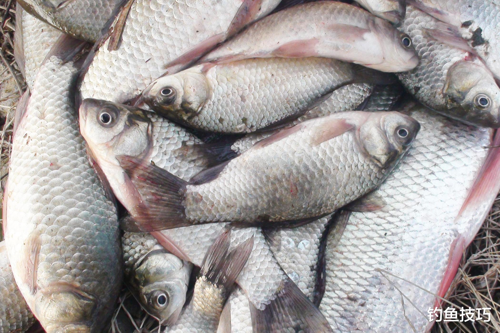 |立春之后钓鱼的注意事项,初春时节钓鱼的关键