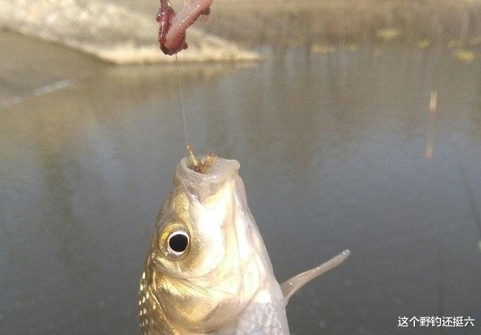 低成本就能钓好鱼！根据鱼的食性用好三类饵料，轻松玩转野钓！