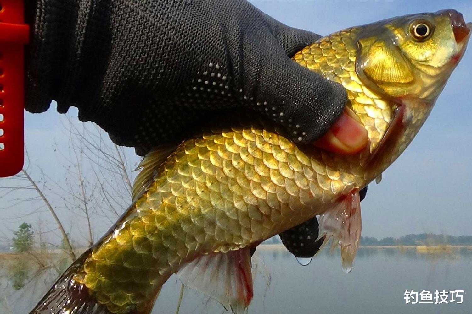 冬钓鲫鱼的线组搭配和调漂技巧,能改善鱼口