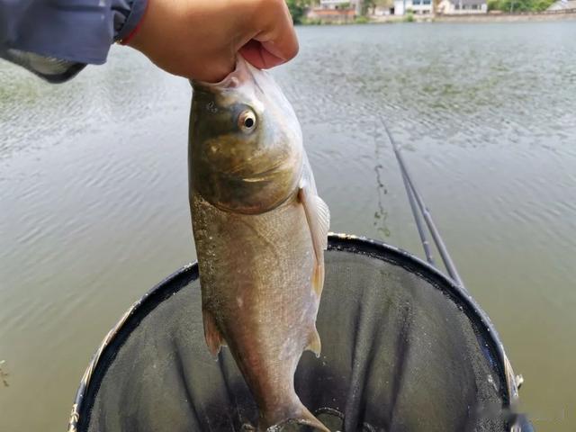 |还不知道调几钓几，就看这篇文章！别被“大师们”忽悠瘸了