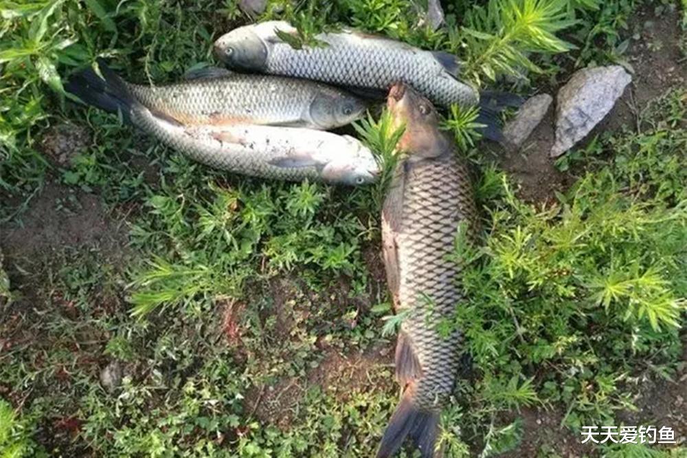 |夏天钓河流，不是每段都有鱼，这4种位置大鱼扎堆
