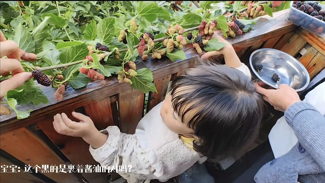 江一燕|江一燕定居农村，携婆婆女儿在院子摘桑葚，住双层瓦片房超接地气
