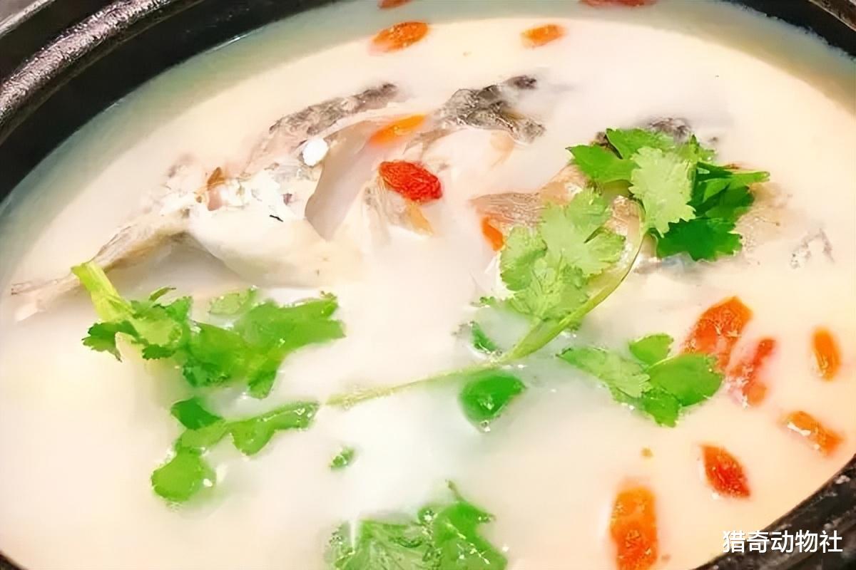 鲫鱼汤|曾经的鲫鱼是公认的河鲜,为何如今的鲫鱼越来越不好吃了?