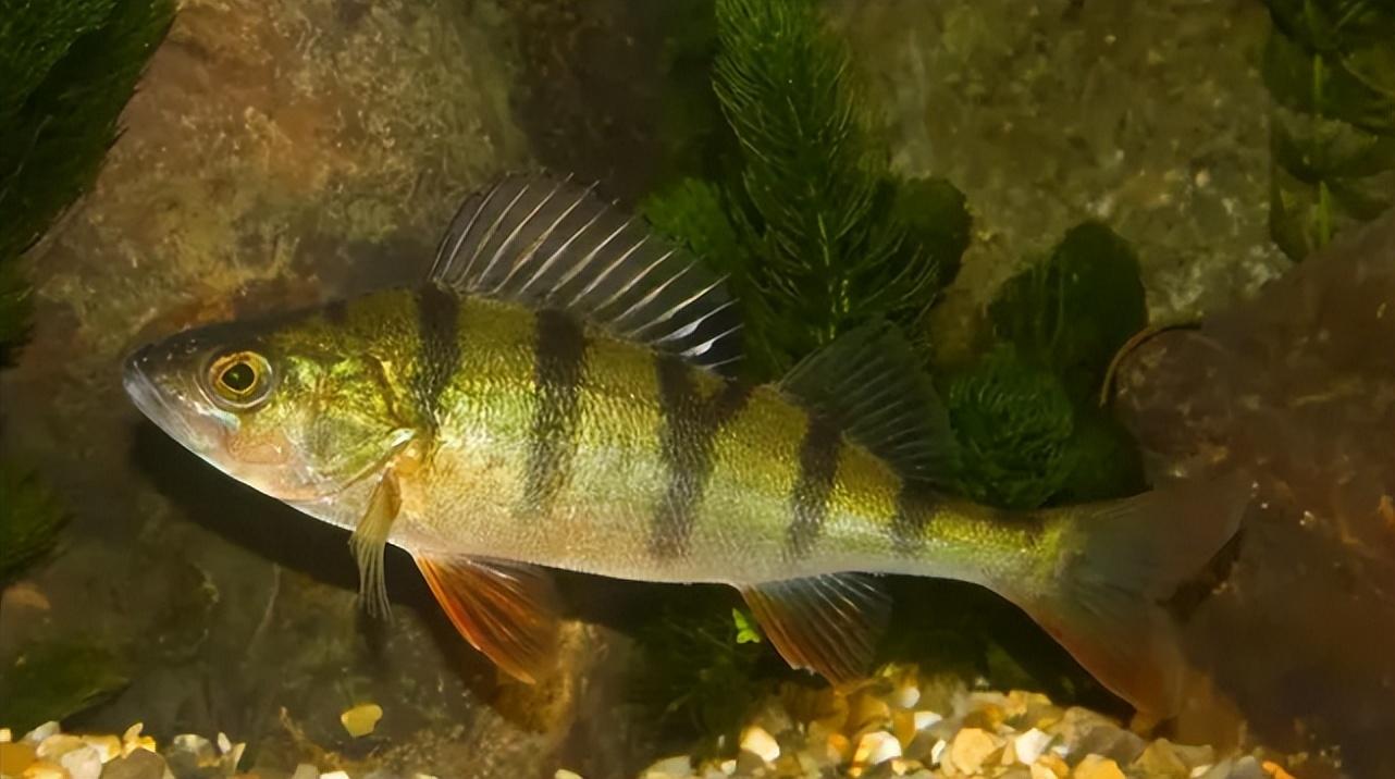 钓鱼人和爱吃鱼的请注意,这9种淡水鱼有毒!