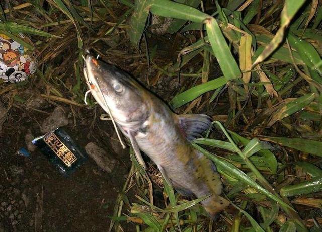 鲫鱼|死鱼正口!男子钓起鲫鱼,鱼身已腐烂,网友:快点回去,安全第一