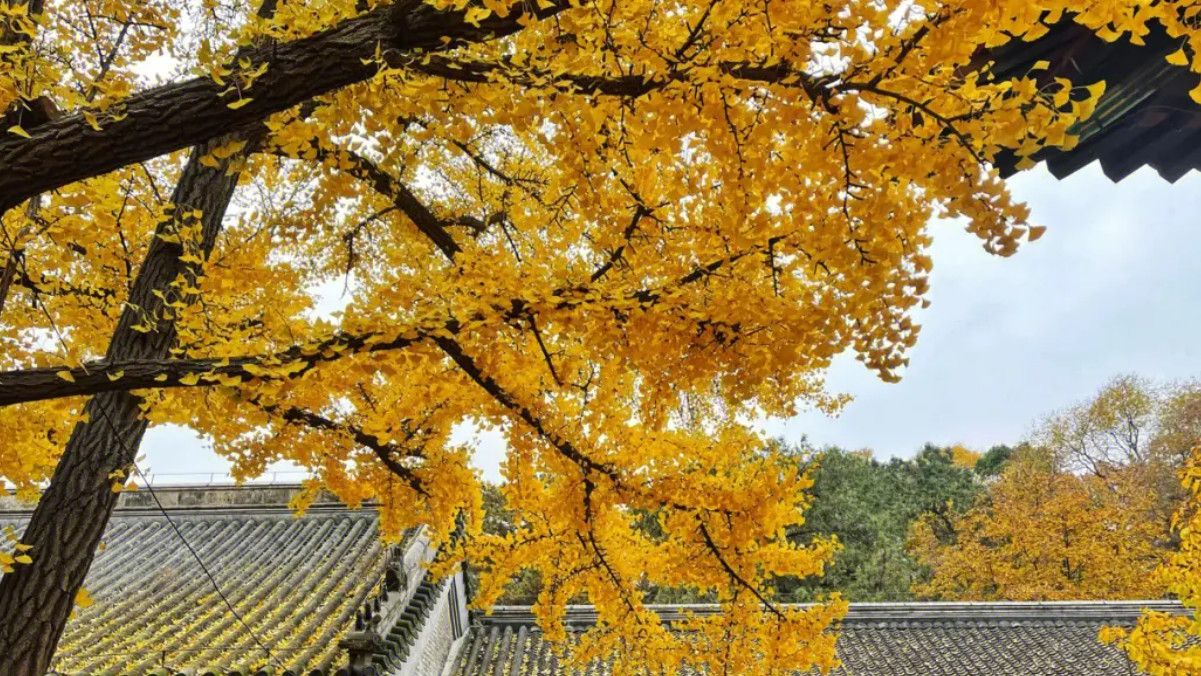 琅勃拉邦|北京深秋赏银杏，这十大最美观赏地请收好！