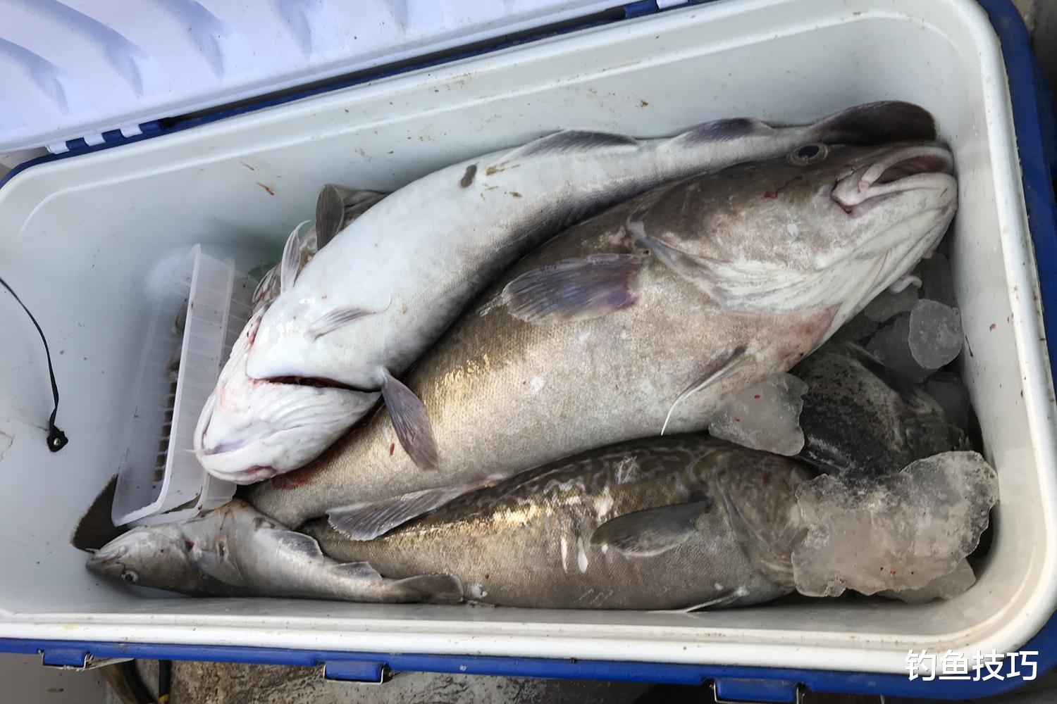 如何钓鳕鱼？鳕鱼的生活习性和垂钓技巧