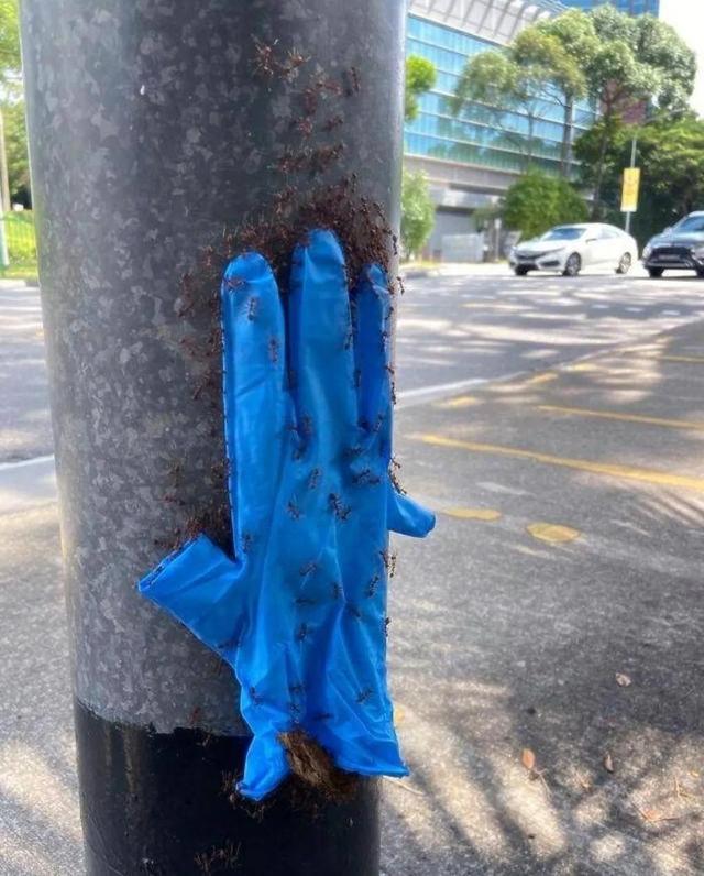 罕见的49张照片,天生丽质的斯嘉丽,产道放大1000倍的样子