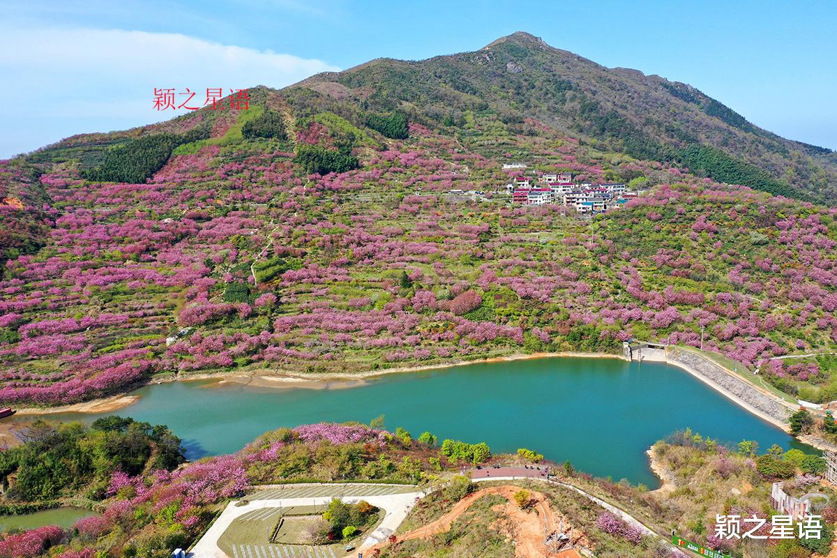 油菜花|樱花、桃花、油菜花，封神级赏花线路，穿越花花世界里