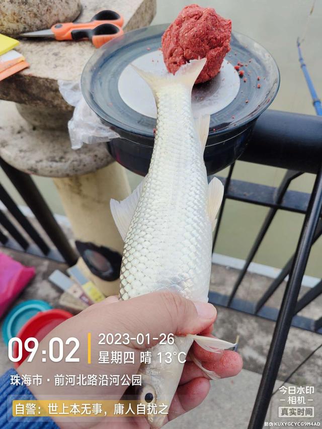 |退水浅中找深,上小钩却遇大鱼,欢乐惊喜一样都不缺