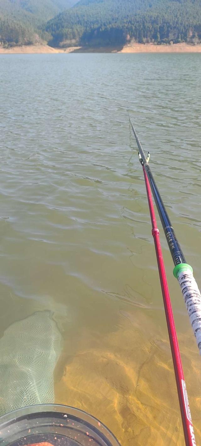 鲫鱼|再次证明冬季用细线比粗线出口好