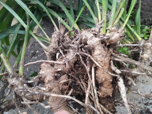 用黄精煮水,连喝一个月,三件好事或登门感谢