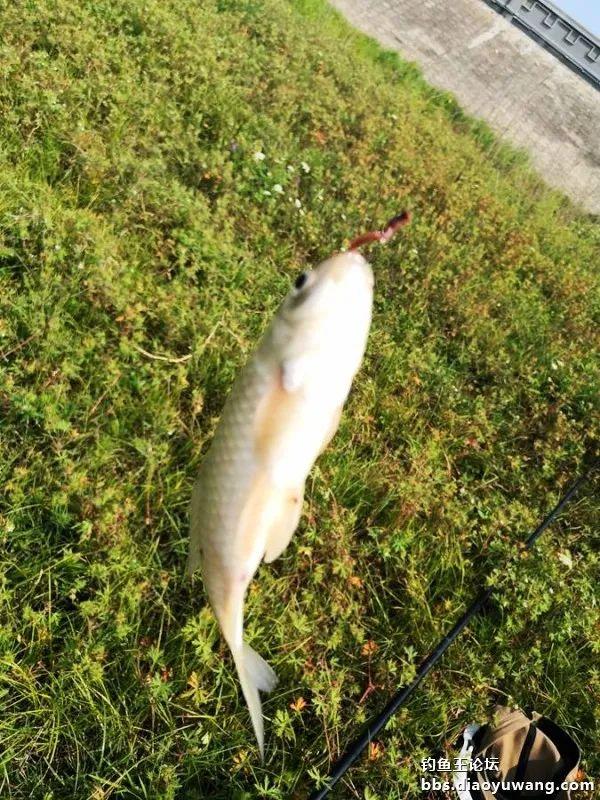 |野河板鲫最喜人