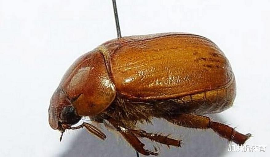 昆虫|我国吃货连昆虫都能吃,为什么没人吃金鱼呢?看完大开眼界